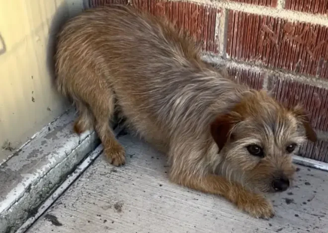 Couple Who Lost Two Puppies Gets One Back, Receives News About The Other